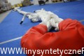 Lina Kinetyczna od www.linysyntetyczne.pl
